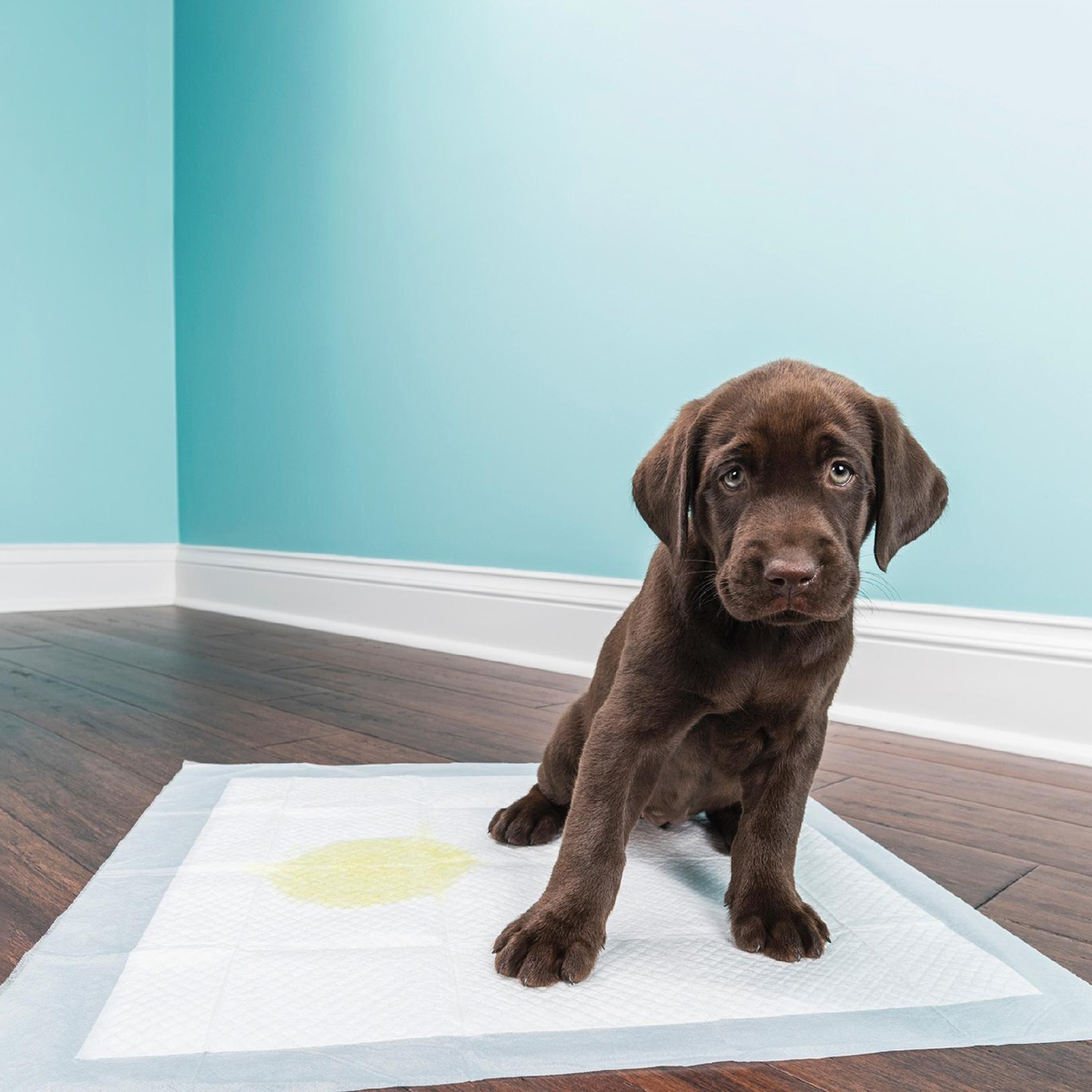 Tapete Higienico Pet Good Pad Slim 60cm x 60cm 30 Unidades