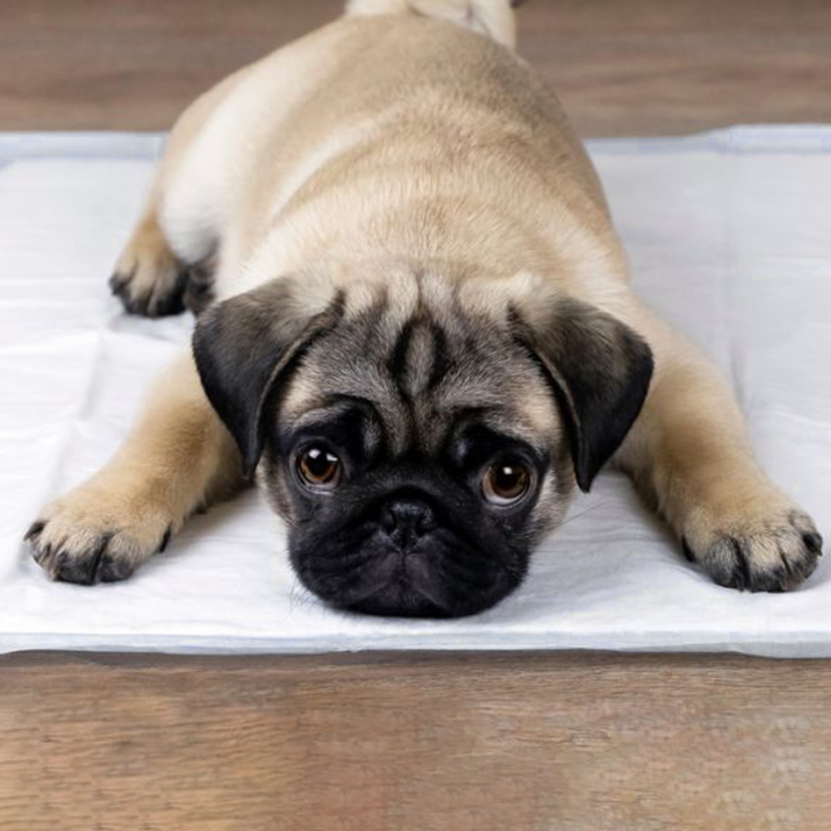 Tapete Higienico Pet Good Pad Slim 60cm x 60cm 30 Unidades - Imagem 4